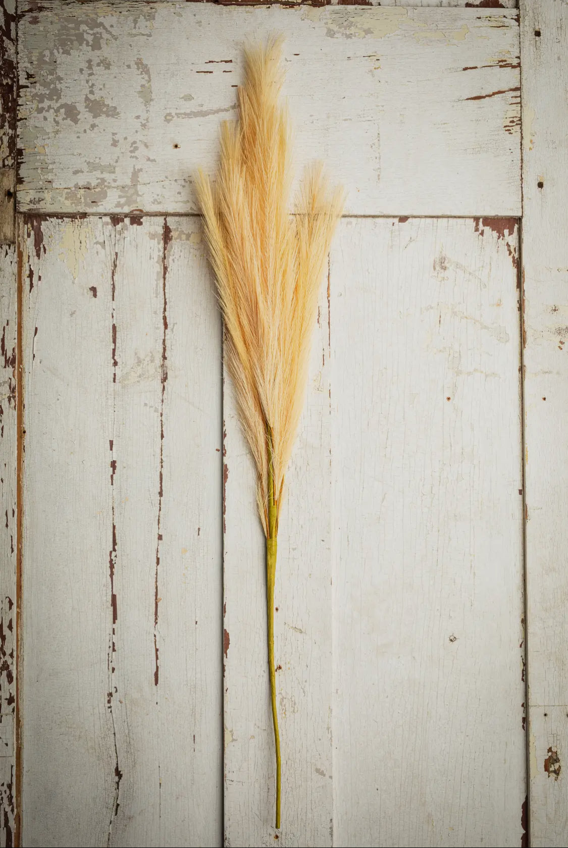 Flauschiges Pampasgras, groß, 32 Zoll, gelb