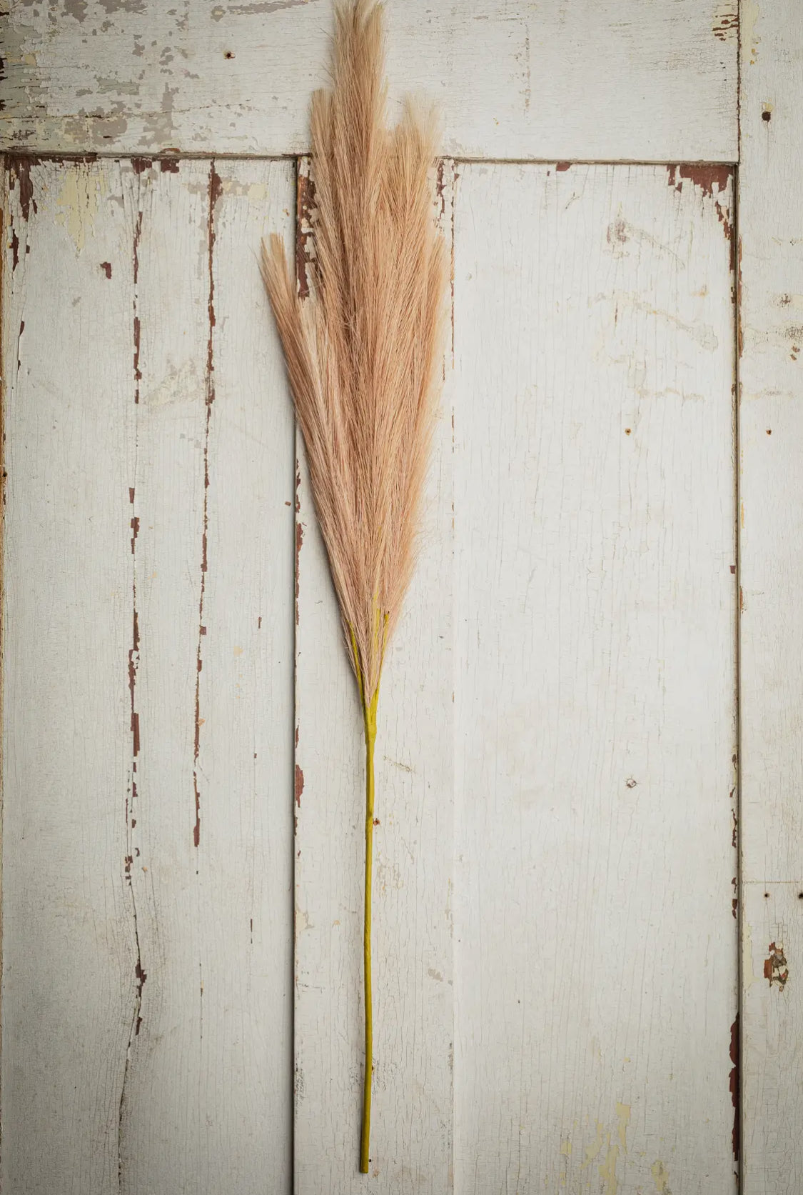 Flauschiges Pampasgras, groß, 32 Zoll, hellbraun