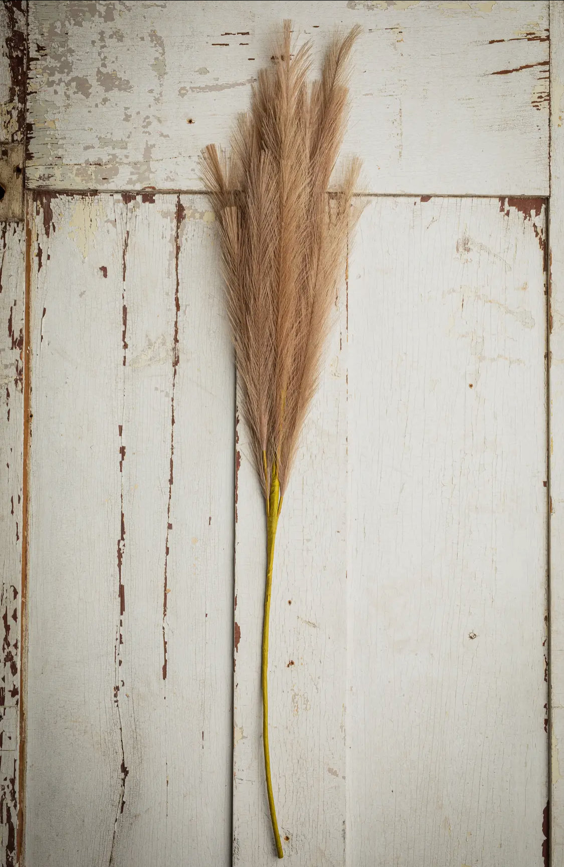 Flauschiges Pampasgras, Groß, 32 Zoll, braun