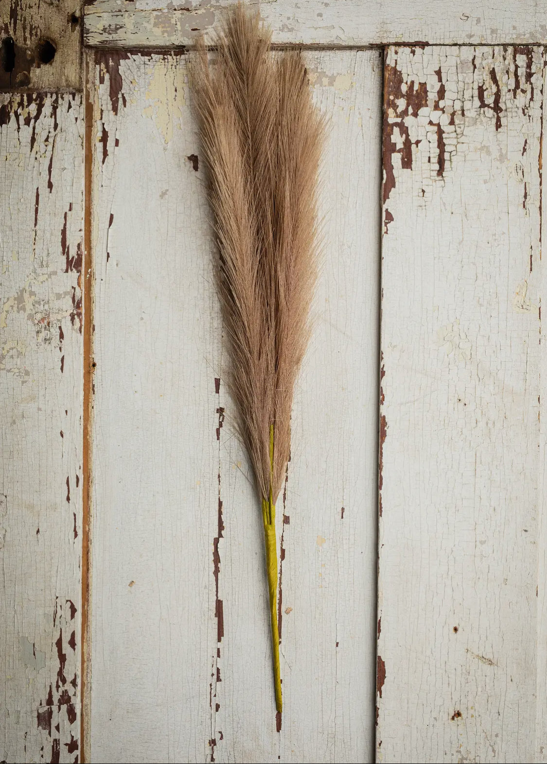 Flauschiges Pampasgras, Größe M, 18 Zoll, Braun