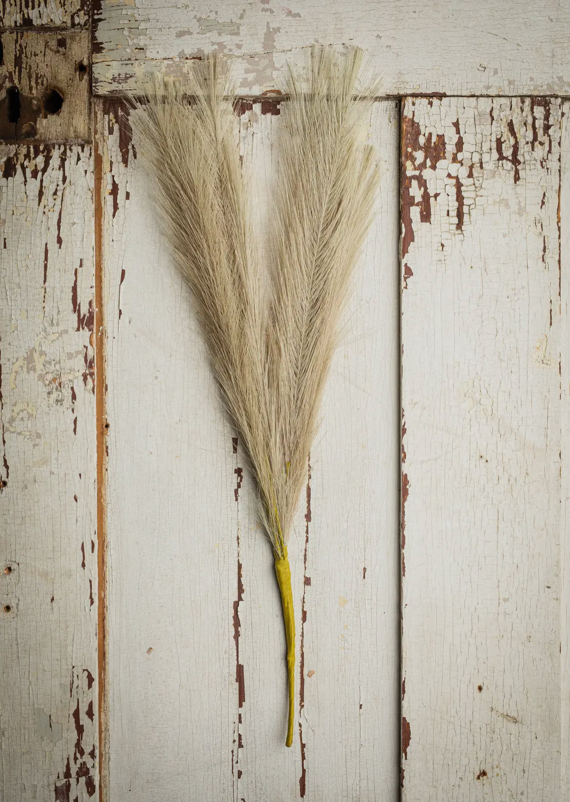 Flauschiges Pampasgras, Größe M, 18 Zoll, Grau